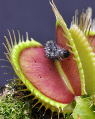 A potential meal stimulates the touch-sensitive trigger hairs inside a Venus flytrap.